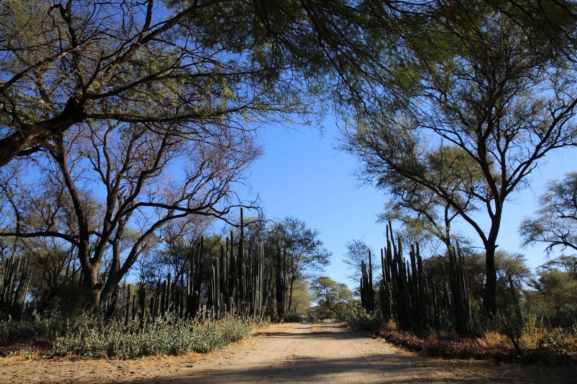 Tree House Namibia Hotel Okahandja Exterior photo